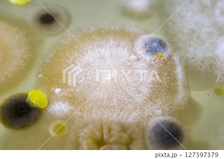Colonies of different bacteria and molds Colonies of different bacteria and molds 127397379