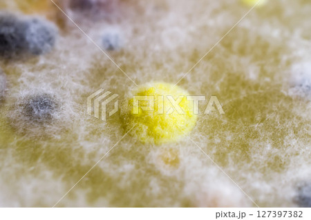 Colonies of different bacteria and molds Colonies of different bacteria and molds 127397382