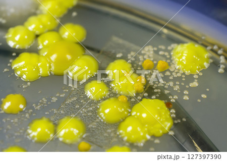 Bacteria grown from skin smear 127397390
