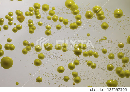 Bacteria grown from skin smear 127397396