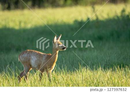 Young roe deer in the meadow Young roe deer in the meadow 127397632