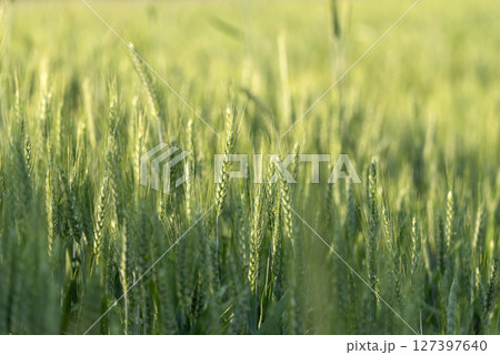 Agricultural background of green triticale field backlit by the sunlight Agricultural background of green triticale field backlit by the sunlight 127397640