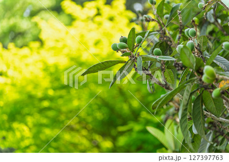 背景素材　美しい光芒と日影のビワの木　色づく前のビワ　まだまだオレンジ色まで時を待とう 127397763