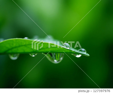 Glistening droplets adorn the edge of a lush green leaf, reflecting the surrounding beauty. The tranquil atmosphere highlights nature's resilience in a bright garden setting Generative AI 127397976