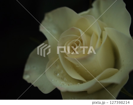 雨上がりの5月に美しく咲いた白色のバラ「緑光(りょっこう)」 雨上がりの5月に美しく咲いた白色のバラ「緑光(りょっこう)」 127398214