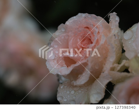 大雨の5月に美しく咲いた淡いピンク色のバラ 大雨の5月に美しく咲いた淡いピンク色のバラ 127398340