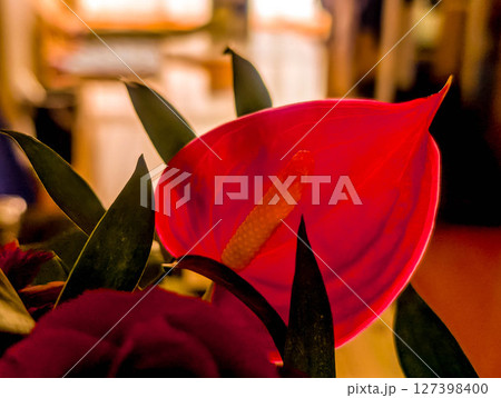 花のある生活~アンスリウム~ 花のある生活~アンスリウム~ 127398400
