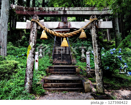 岐阜県・根道神社のあじさい 岐阜県・根道神社のあじさい 127398422