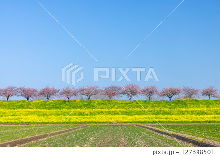 栃木県小山市 思川沿いの間々田地区と乙女地区にまたがる思川桜堤 原産種の思川桜並木と斜面の菜の花畑 栃木県小山市 思川沿いの間々田地区と乙女地区にまたがる思川桜堤 原産種の思川桜並木と斜面の菜の花畑 127398501