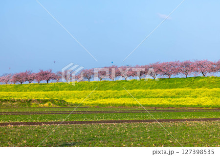 栃木県小山市　思川沿いの間々田地区と乙女地区にまたがる思川桜堤　気球が飛ぶ思川桜並木と斜面の菜の花畑 127398535