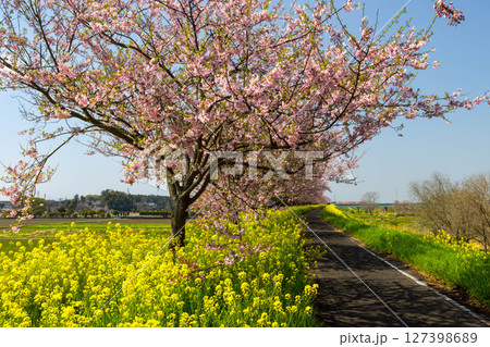 栃木県小山市 思川沿いの間々田地区と乙女地区にまたがる思川桜堤 サイクリングロードの桜並木と菜の花畑 栃木県小山市 思川沿いの間々田地区と乙女地区にまたがる思川桜堤 サイクリングロードの桜並木と菜の花畑 127398689