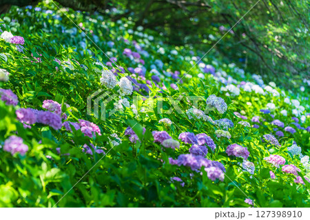 《埼玉県》満開のあじさい・権現堂公園 127398910