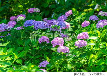 《埼玉県》満開のあじさい・権現堂公園 127398917
