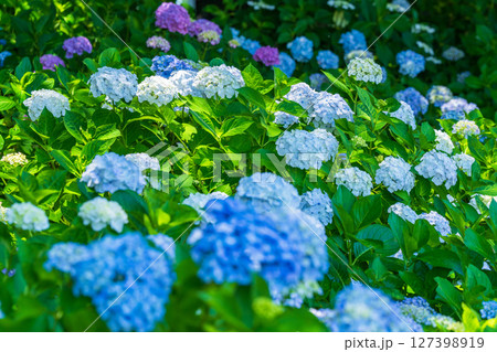 《埼玉県》満開のあじさい・権現堂公園 127398919