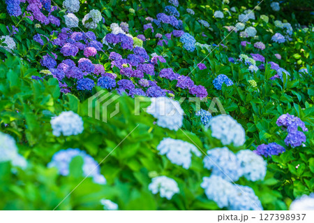 《埼玉県》満開のあじさい・権現堂公園 127398937