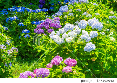 《埼玉県》満開のあじさい・権現堂公園 127398948