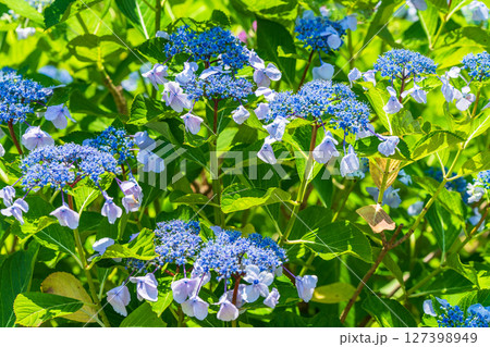《埼玉県》満開のあじさい・権現堂公園 127398949