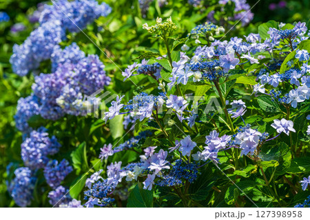 《埼玉県》満開のあじさい・権現堂公園 127398958
