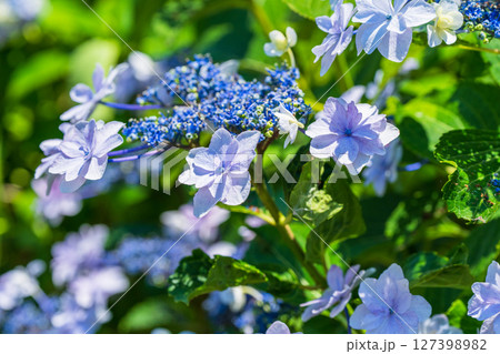 《埼玉県》満開のあじさい・権現堂公園 127398982
