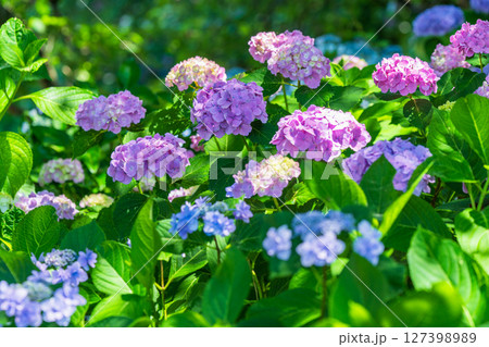 《埼玉県》満開のあじさい・権現堂公園 《埼玉県》満開のあじさい・権現堂公園 127398989