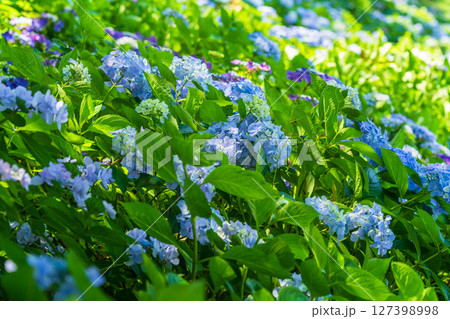 《埼玉県》満開のあじさい・権現堂公園 127398998