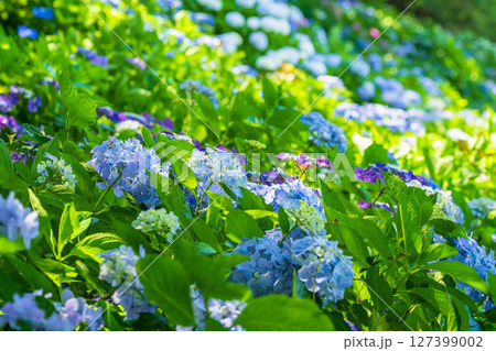《埼玉県》満開のあじさい・権現堂公園 127399002