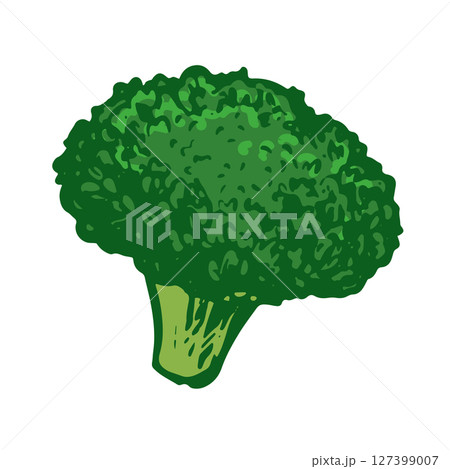 Vector sketch of green broccoli. Hand drawn cabbage. Colored drawing of cauliflower on white background. Healthy farm vegetable. Vector sketch of green broccoli. Hand drawn cabbage. Colored drawing of cauliflower on white background. Healthy farm vegetable. 127399007