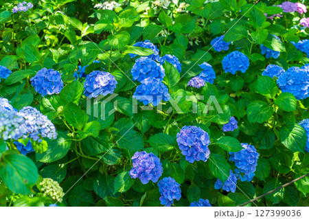 《埼玉県》満開のあじさい・権現堂公園 127399036