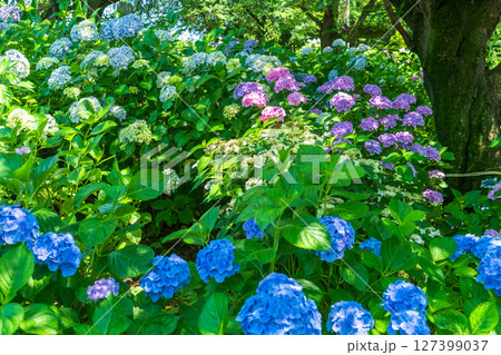 《埼玉県》満開のあじさい・権現堂公園 《埼玉県》満開のあじさい・権現堂公園 127399037