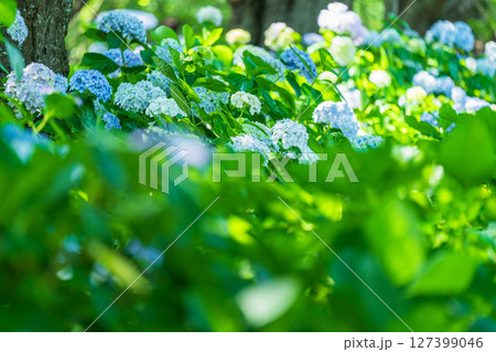 《埼玉県》満開のあじさい・権現堂公園 127399046