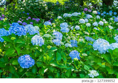 《埼玉県》満開のあじさい・権現堂公園 127399052