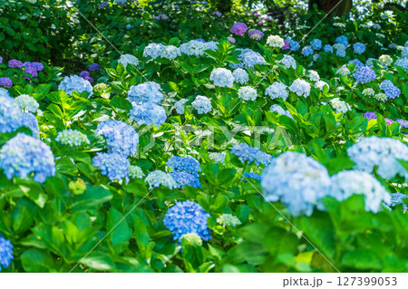《埼玉県》満開のあじさい・権現堂公園 127399053
