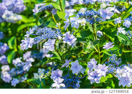 《埼玉県》満開のあじさい・権現堂公園 127399058