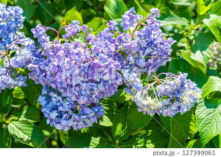 《埼玉県》満開のあじさい・権現堂公園 127399061