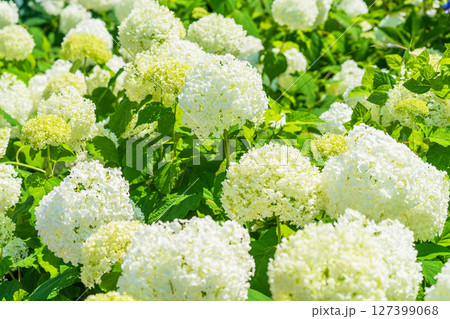 《埼玉県》満開のあじさい・権現堂公園 127399068