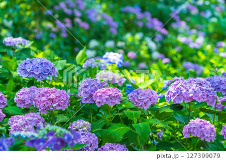 《埼玉県》満開のあじさい・権現堂公園 127399079