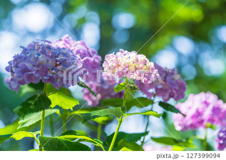 《埼玉県》満開のあじさい・権現堂公園 《埼玉県》満開のあじさい・権現堂公園 127399094