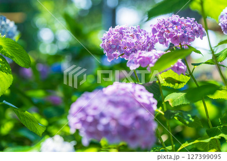 《埼玉県》満開のあじさい・権現堂公園 127399095