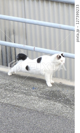 路上で健気に腕立て伏せに励む野良猫 路上で健気に腕立て伏せに励む野良猫 127399233