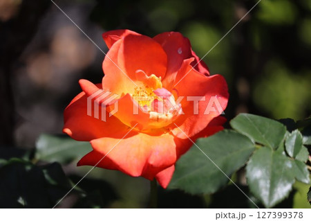 綺麗に咲いたオレンジ色のバラの花 綺麗に咲いたオレンジ色のバラの花 127399378