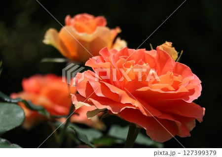 綺麗に咲いたオレンジ色のバラの花 127399379