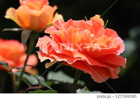 綺麗に咲いたオレンジ色のバラの花 127399380