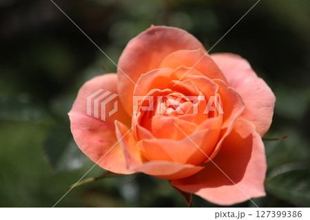 綺麗に咲いたオレンジ色のバラの花 綺麗に咲いたオレンジ色のバラの花 127399386