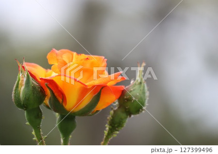 綺麗に咲いたオレンジ色のバラの花 127399496