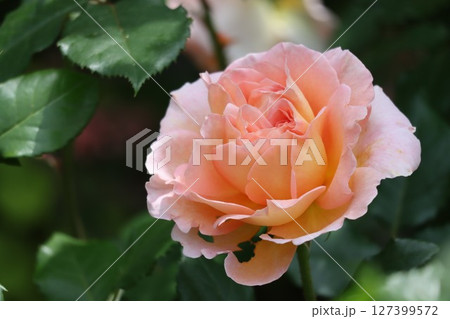 綺麗に咲いたオレンジ色のバラの花 127399572