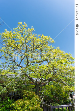青空光芒に映える海が見える風光明媚な新緑 観光スポット「心のゆりかご」上天草市大矢野町 青空光芒に映える海が見える風光明媚な新緑 観光スポット「心のゆりかご」上天草市大矢野町 127399931