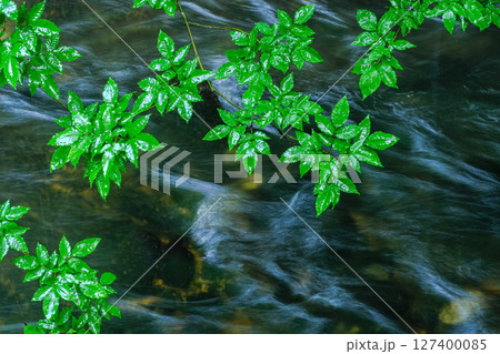 川にかかる枝葉 127400085