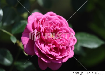 綺麗に咲いたピンク色のバラ 127400310