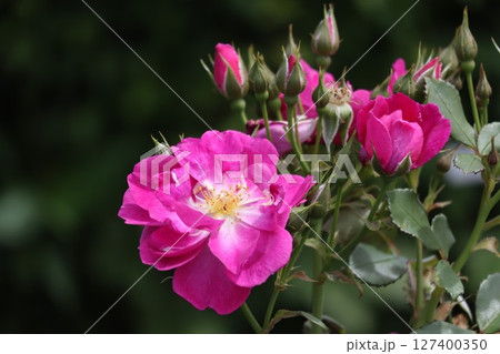 綺麗に咲いたピンク色のバラ 127400350