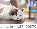 猫 ねこ ネコ 127400370